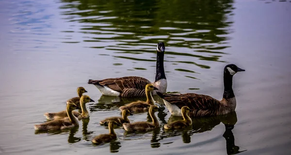 Patos e patinhos em uma lagoa em santeny, frança — Fotografia de Stock