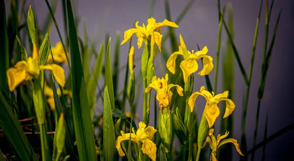 Flores em uma lagoa em santeny, frança — Fotografia de Stock