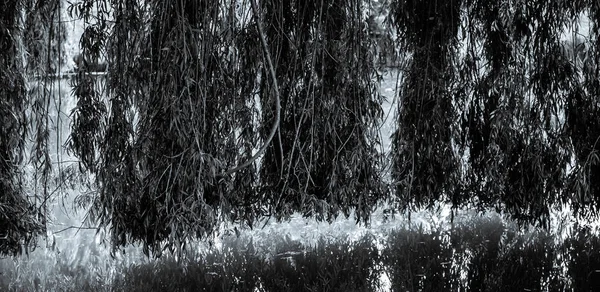 Weeping willow on a pond in santeny, france — Stock Photo, Image