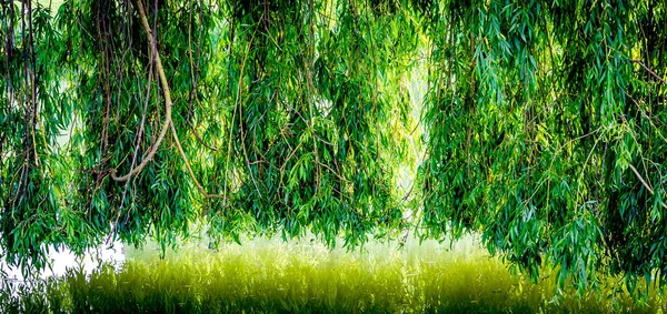 프랑스산 테니 의한 연못에서 울고 있는 버드나무 — 스톡 사진