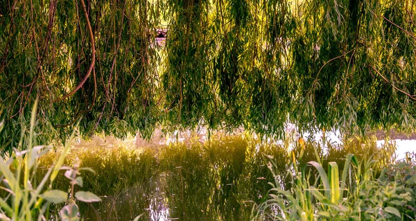 Weeping willow on a pond in santeny, france — Stock Photo, Image