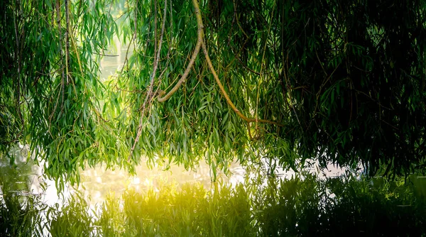 Weeping willow on a pond in santeny, france — Stock Photo, Image