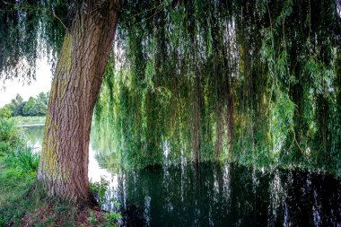 Santeny, Fransa 'da bir gölde ağlayan söğüt ağacı