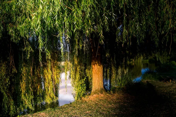 Gråtande pil på en damm i Santeny, Frankrike — Stockfoto