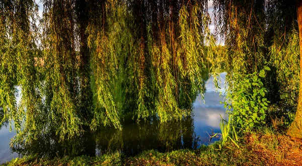 Gråtande pil på en damm i Santeny, Frankrike — Stockfoto