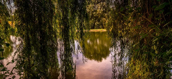 Gråtande pil på en damm i Santeny, Frankrike — Stockfoto
