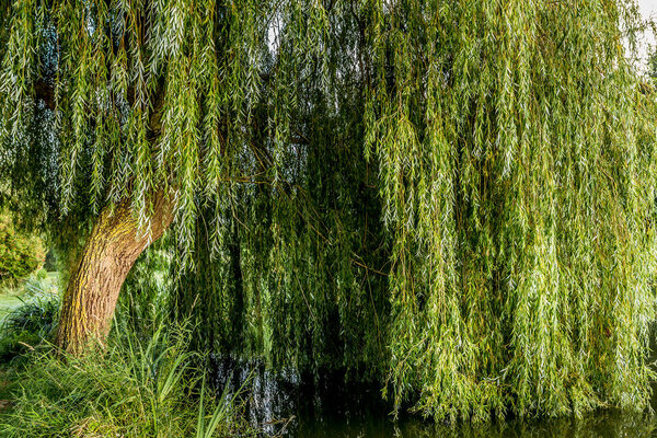 Weeping willow on a pond in santeny, france