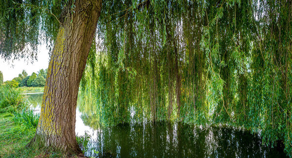 Weeping willow on a pond in santeny, france