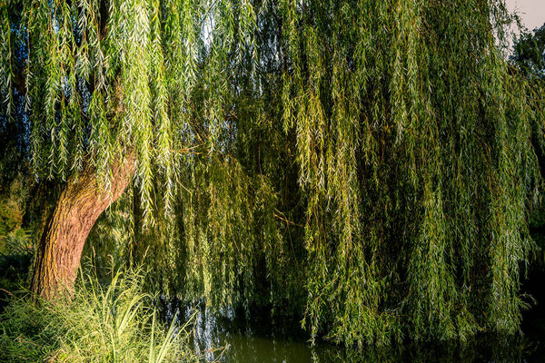 Weeping willow on a pond in santeny, france
