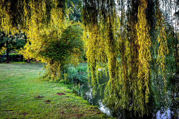 Weeping willow on a pond in santeny, france