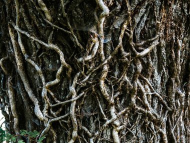 Meşe ağacı gövdesi, kabuk ve liana.