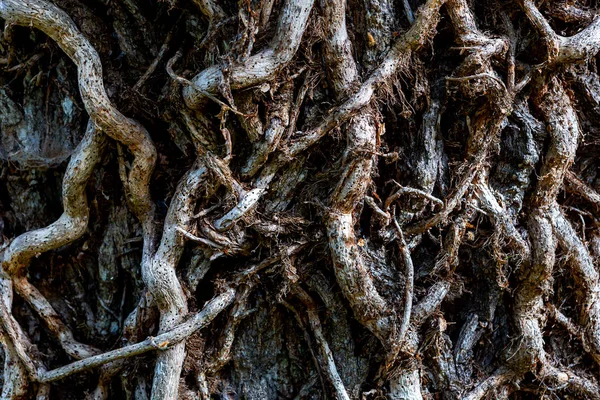 オークの木の幹、樹皮とリアナ — ストック写真