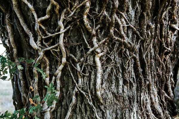 Meşe ağacı gövdesi, kabuk ve liana. — Stok fotoğraf