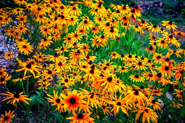 Bloemen op in een tuin bij Souvigny, allier — Stockfoto