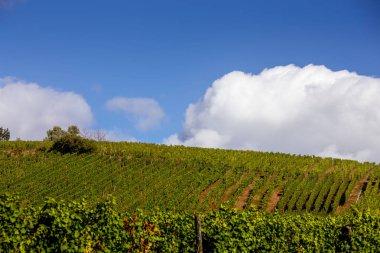 Şarap yolundaki üzüm bağları, Alsace, Fransa