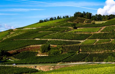 Şarap yolundaki üzüm bağları, Alsace, Fransa