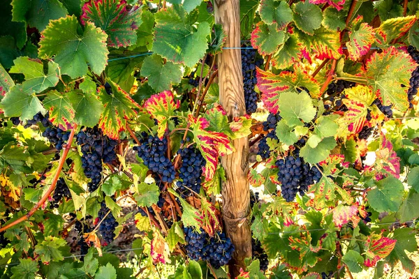Şarap yolundaki üzüm bağları, Alsace, Fransa — Stok fotoğraf