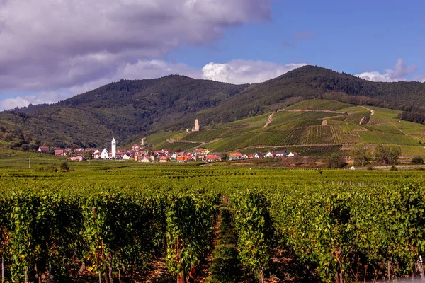 Weinberge an der Weinstraße, Elsass, Frankreich — Stockfoto