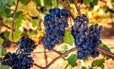 Şarap yolundaki üzüm bağları, Alsace, Fransa