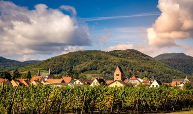 Şarap yolundaki üzüm bağları, Alsace, Fransa