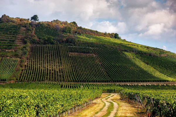 Viñedos en la ruta del vino, Alsacia, Francia — Foto de Stock