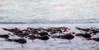 İstiridye avcıları kumsalda deniz kuşları