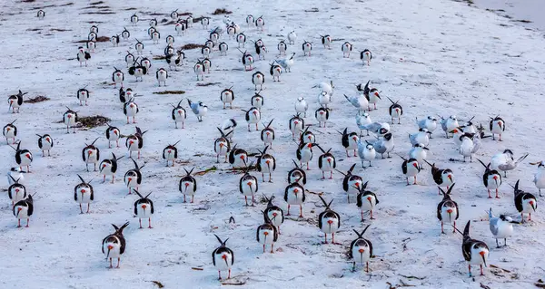 Устриці морські птахи на пляжі — стокове фото