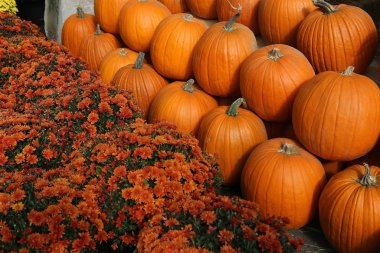 Bir pazarda squash, Montreal, Quebec, Kanada