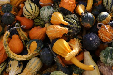 Bir pazarda squash, Montreal, Quebec, Kanada