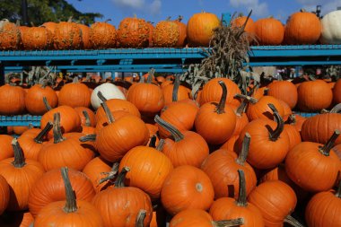 Bir pazarda squash, Montreal, Quebec, Kanada