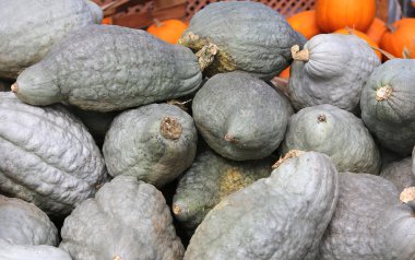 Bir pazarda squash, Montreal, Quebec, Kanada