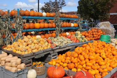 Bir pazarda squash, Montreal, Quebec, Kanada