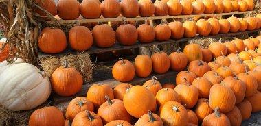 Bir pazarda squash, Montreal, Quebec, Kanada