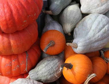 Bir pazarda squash, Montreal, Quebec, Kanada