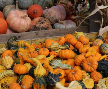 Bir pazarda squash, Montreal, Quebec, Kanada