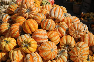 Bir pazarda squash, Montreal, Quebec, Kanada