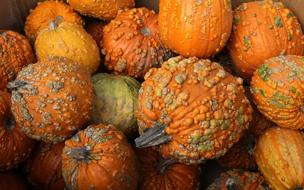 Squashs in a market, Montreal, Quebec, Canada — Stock Photo, Image