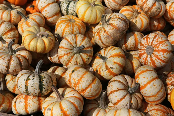 Courges dans un marché, Montréal, Québec, Canada — Photo