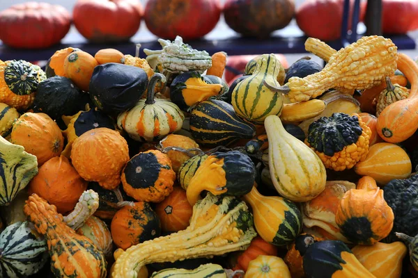 Squashs in a market, Montreal, Quebec, Canada — стокове фото