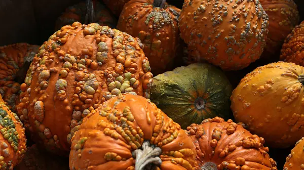 Courges dans un marché, Montréal, Québec, Canada — Photo