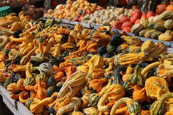 Courges dans un marché, Montréal, Québec, Canada — Photo