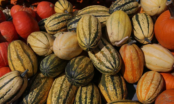 Bir pazarda squash, Montreal, Quebec, Kanada — Stok fotoğraf