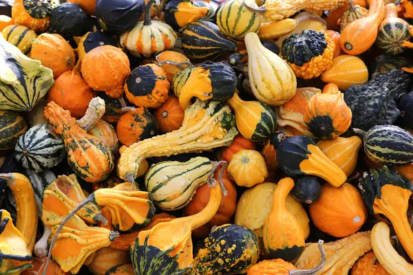 Squashs in a market, Montreal, Quebec, Canada — стокове фото