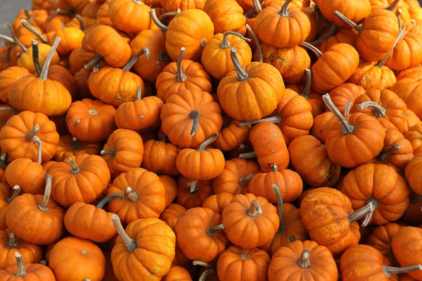 Squashs in a market, Montreal, Quebec, Canada — 스톡 사진