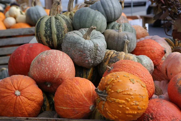 Courges dans un marché, Montréal, Québec, Canada — Photo