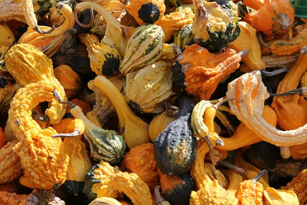 Squashs in a market, Montreal, Quebec, Canada — стокове фото