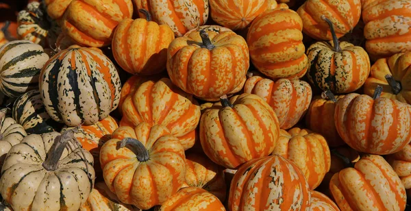 Squashs en un mercado, Montreal, Quebec, Canadá —  Fotos de Stock