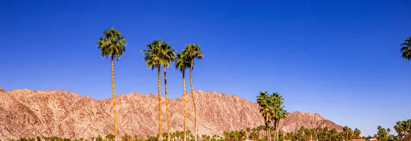 San Jacinto berg, palmveren, Californië — Stockfoto