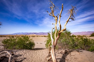 Çöldeki ağaçlar, Ölüm Vadisi Ulusal Parkı, Kaliforniya, Birleşik Devletler