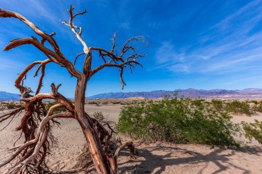 Çöldeki ağaçlar, Ölüm Vadisi Ulusal Parkı, Kaliforniya, Birleşik Devletler